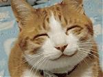      : happy cat.jpg : 151 :	44.8  ID:	952